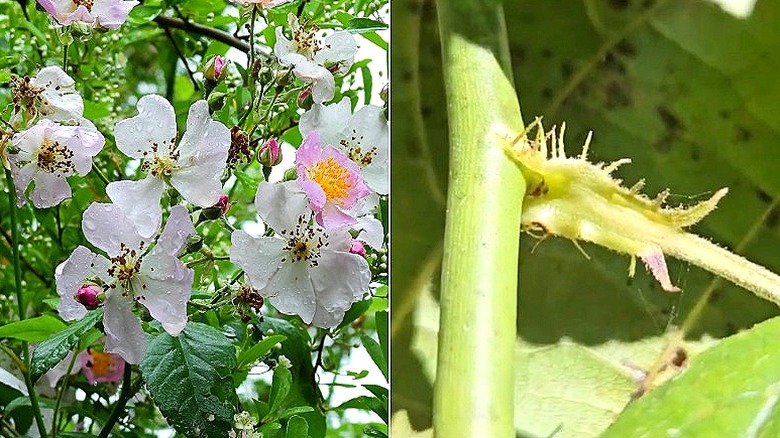 Split image of pink and white multiflora rose blooms covered with water drops, and a close-up of a multiflora rose stipule