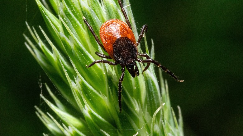 Close-up of a red tick on a spiky plant