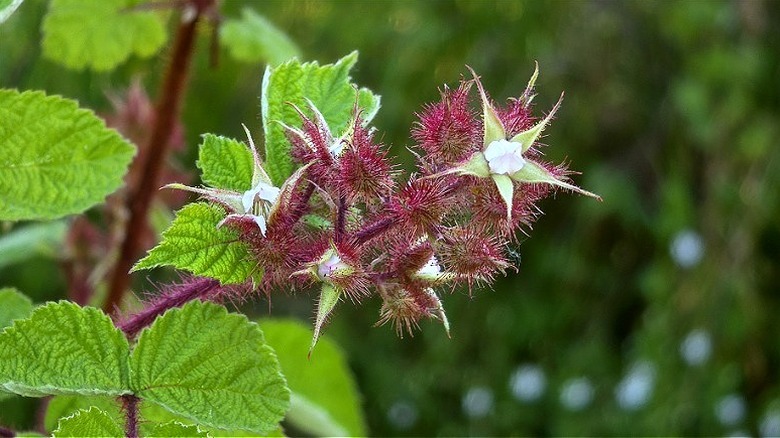 Wineberry bush stems and leaves