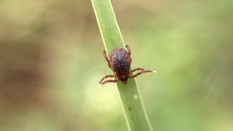 Tick on long green stem