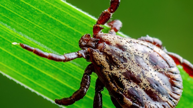 Close-up of a tick on a blade of cogongrass