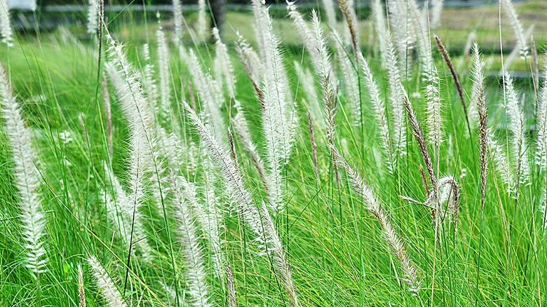 A stand of cogongrass in full bloom