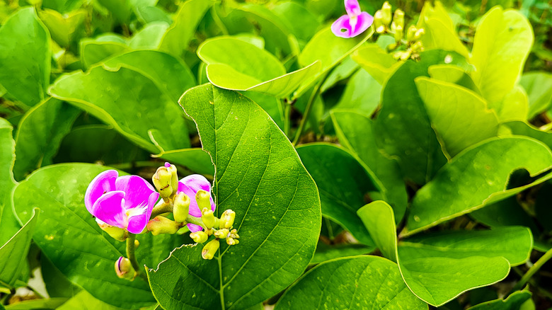 close up of the Canavalia rosea