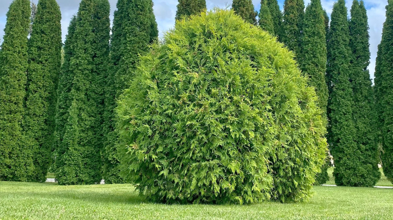 Dense American Pillar arborvitae growing in garden