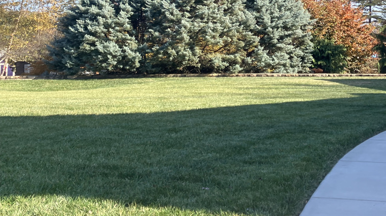 'Carolina Sapphire' Arizona cypress growing in a yard