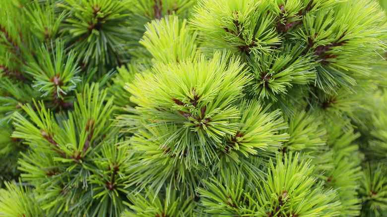 A close-up shot of dense canopies of eastern white pine