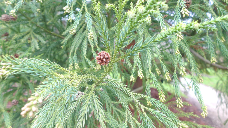 Bluish green needles of 'Yoshino' Japanese Cedar