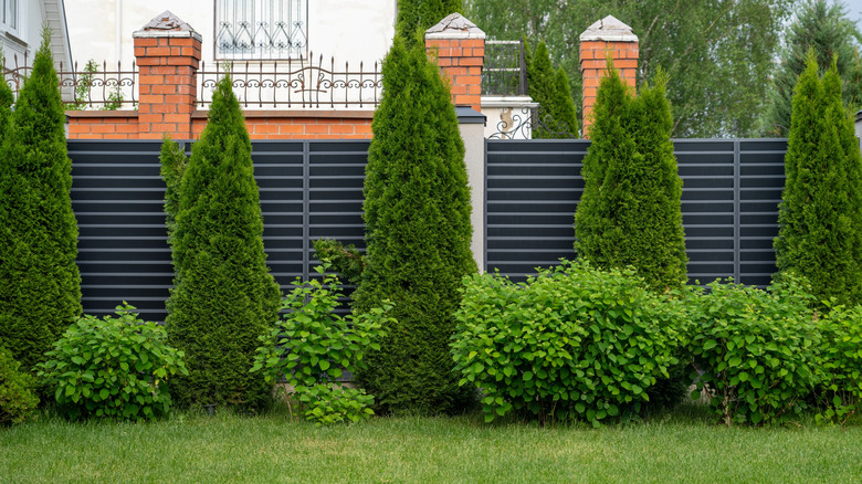 Evergreen trees and metal fence along edge of yard