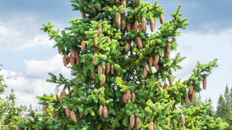 Large cones of Norway spruce hanging from branches