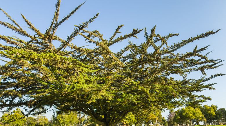 Monterey cypress with branches fanning out in every direction