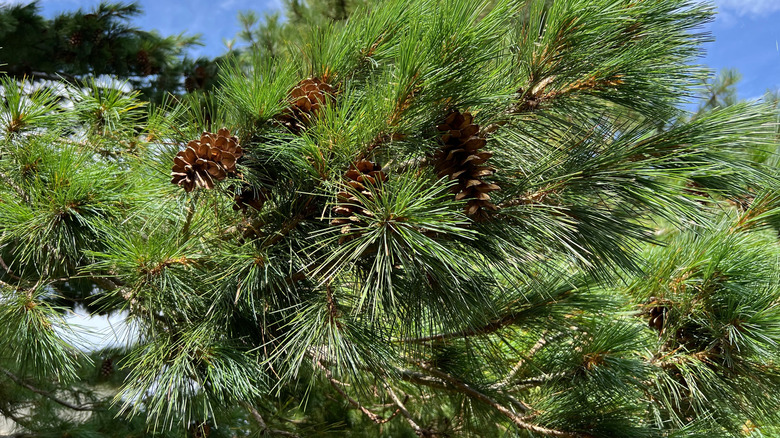 Cones hanging from the dense canopies of western white pine