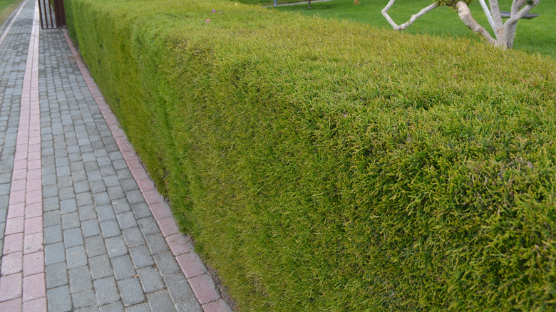 Trimmed leyland cypress conifers used as a hedge