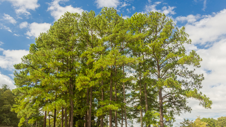 Tall loblolly pines against a blue sky backdrop