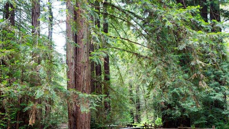 Mature coast redwood trees with green canopies