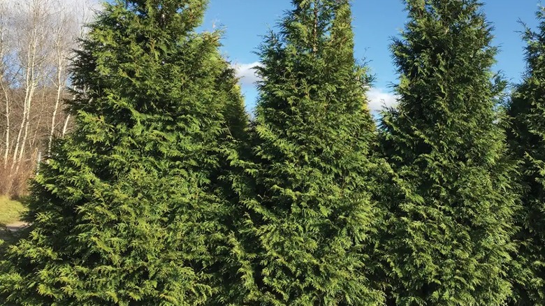 Three tall and dense Spring Grove western arborvitae