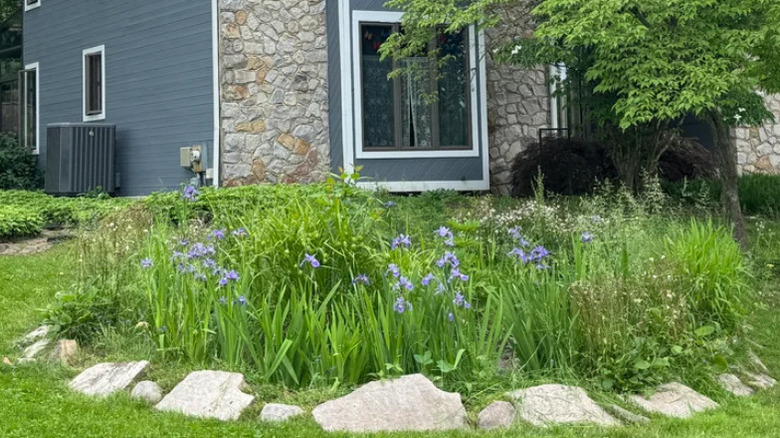 Irises grow in a circular rain garden