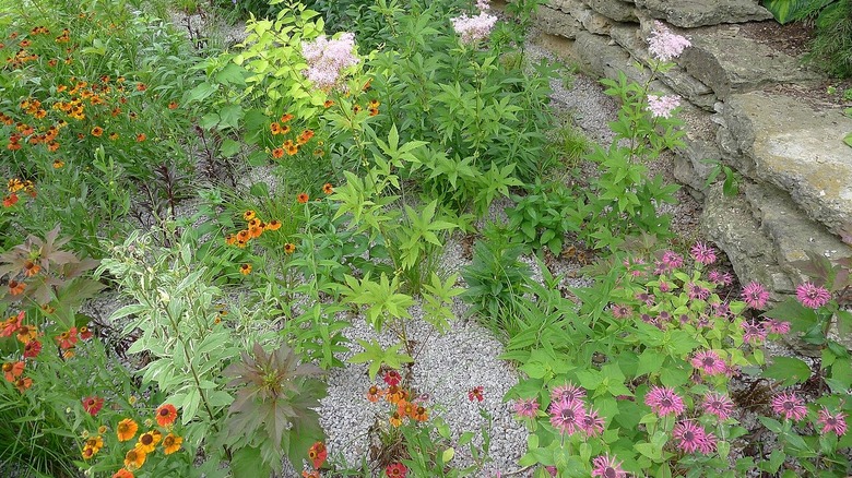 Native plants grow in a gravel lined rain garden