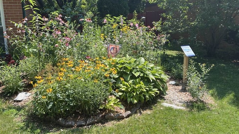 A rain garden with blooming pollinator-friendly plants