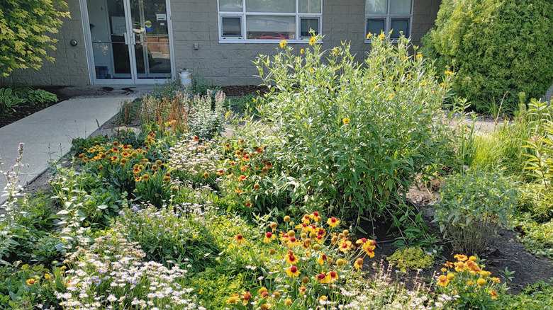 Flowers grow in a rain garden supported by roof catchment