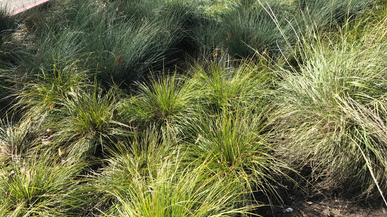 Creeping phlox and grass