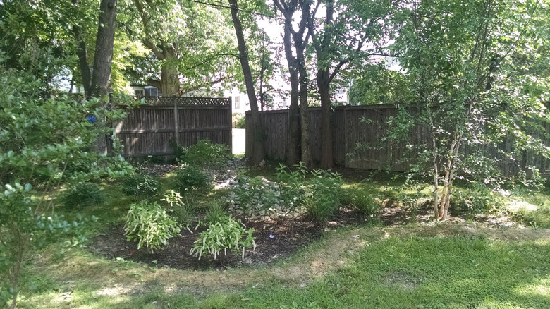 A rain garden filled with shrubs grows in the shade