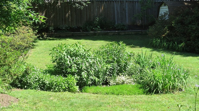 Rain garden filled with green foliage plants