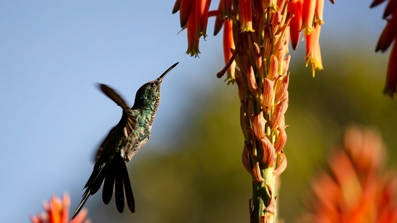 Hummingbird hovering near aloe vera