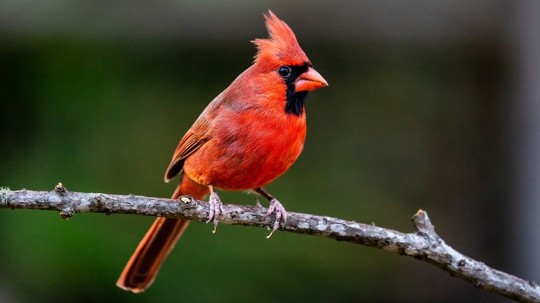 cardinal on branch