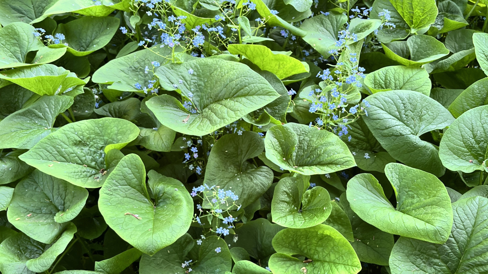 Beautiful Varieties Of Brunnera That Grow Well In Shade Gardens