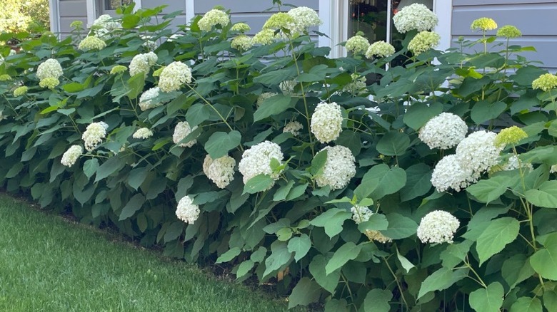 Smooth hydrangeas growing on side of house