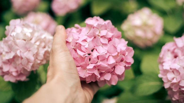 A hand cupping a hydrangea bloom