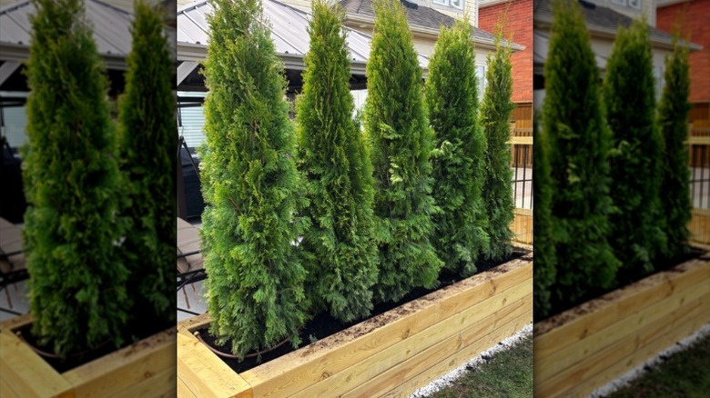Cedars planted in a wooden planter box beside a patio for privacy.