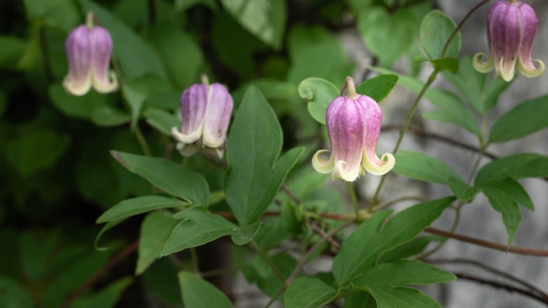 A closeup of the bell-shaped leatherflower or clematis viorna.
