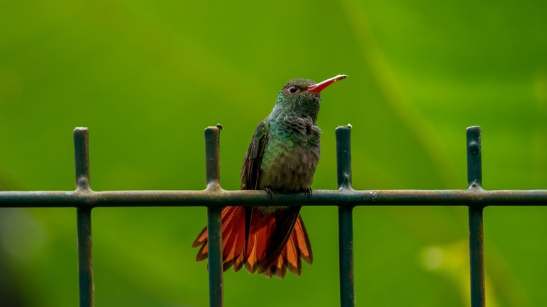 A hummingbird sitting on a fence.