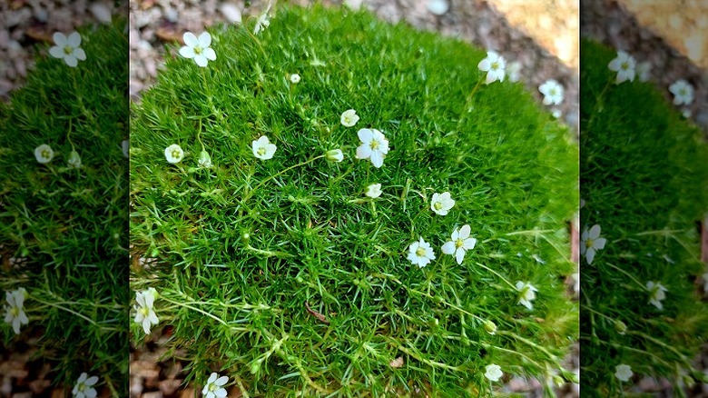 Closeup of Irish moss growing in a garden bed