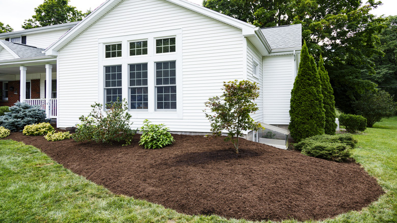 A newly landscaped front garden bed with a few plants spread far apart