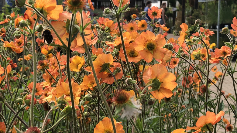 Orange geums blooms in a garden.