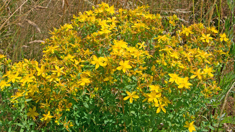 A photo of St. John's wort growing outdoors in a sunny field