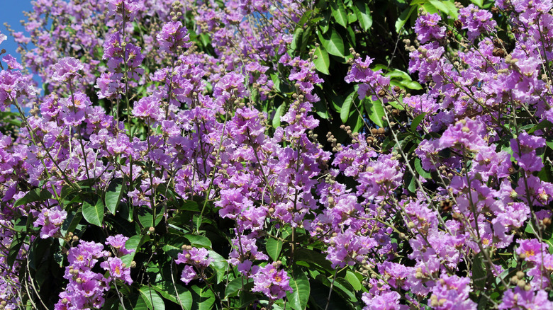 Purple flowers on a crepe myrtle