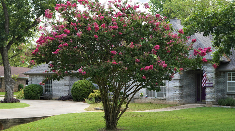 Crepe myrtle tree in a front yard