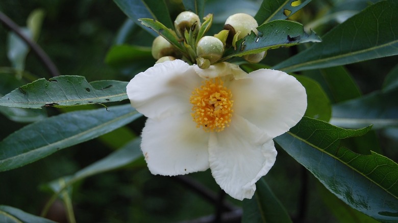 Closeup shot of a mountain gordlinia bloom