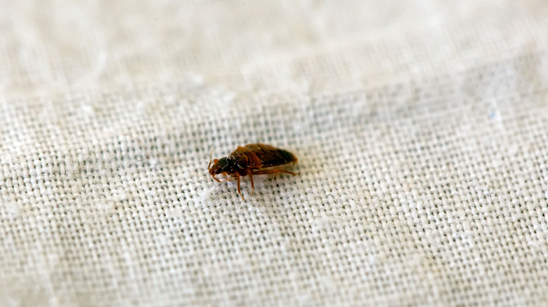 A single bed bug can be seen crawling on a set of bedsheets.