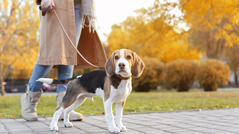 beagle and owner