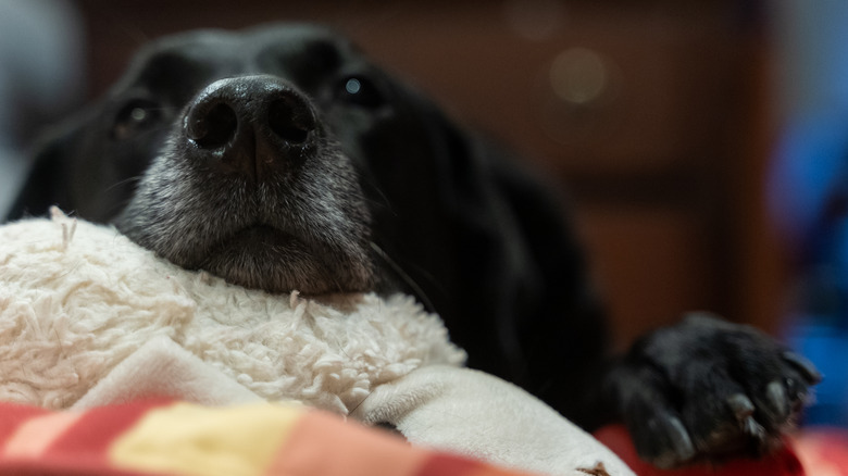 dog with nose in the air