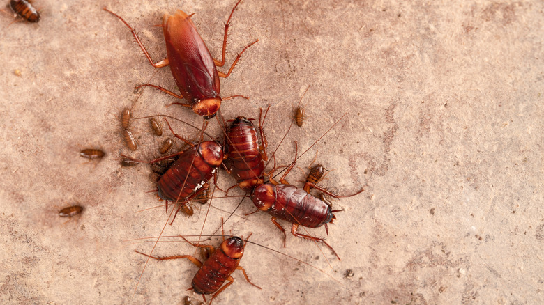 Cockroach eggs, nymphs, and adults