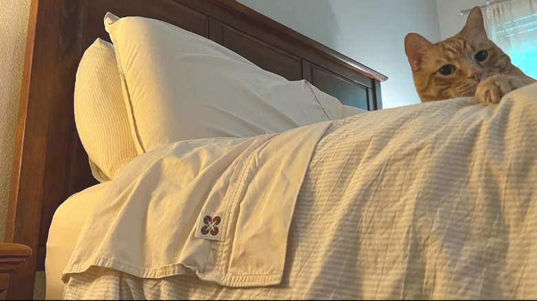 Orange cat sits on bed with beige bedsure sheets