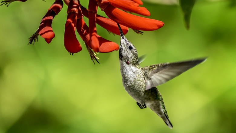 A hummingbird is shown feeding from red flowers from below