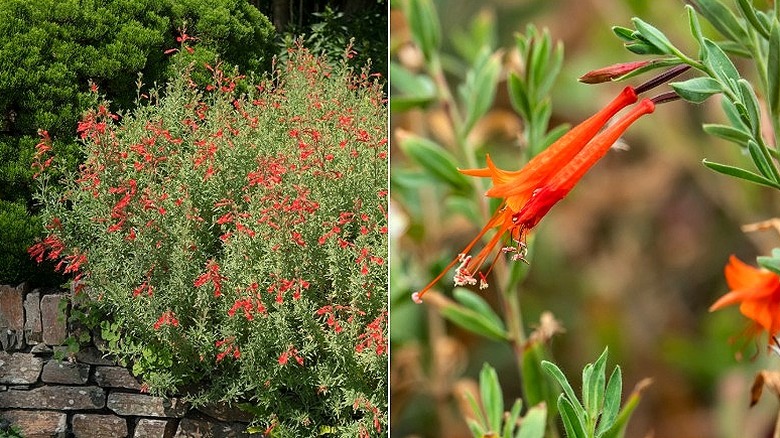 Split image of a California fuchsia plant showing off its silvery foliage and bright red trumpet flowers and a close-up of a California fuchsia flower
