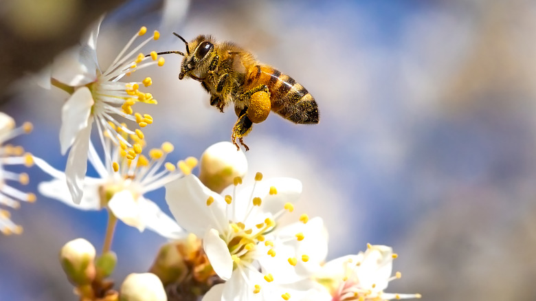 bees pollinating flower mid-flight