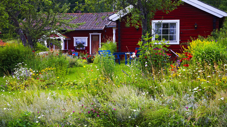 wildflowers growing in a no mow lawn